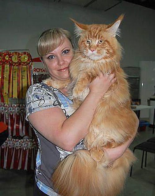 Maine Coon Largest Maine Coon