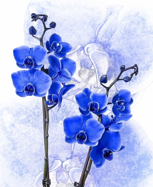 Paling Keren 11 Gambar Bunga Anggrek Warna Biru  Koleksi 