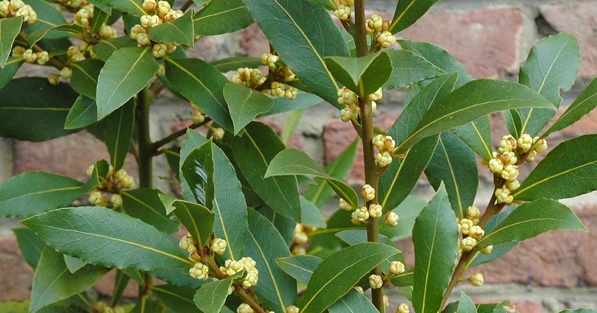 Bay Leaf In Chinese Salam (tumbuhan) Wikipedia bahasa Indonesia