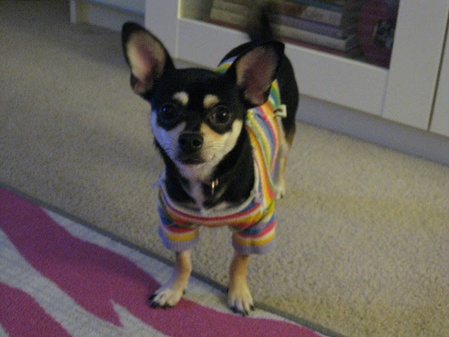 Chloe in sweater. Dec 2010