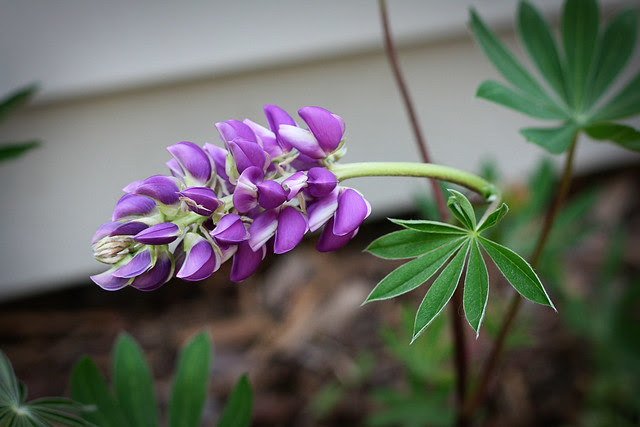 lupine