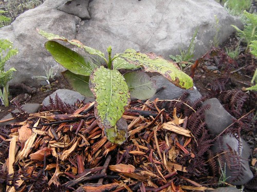 2012 05 19_Alice Sousa60