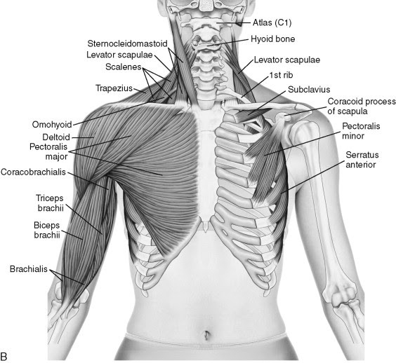 Neck And Shoulder Muscle Diagram - Diagram Media