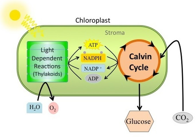 atp-molecules-produced-during-aerobic-respiration-quizlet-wasfa-blog