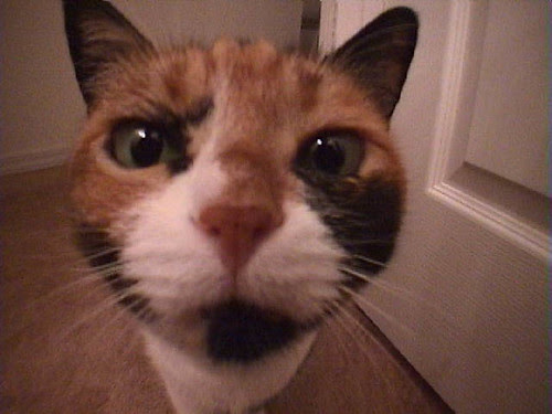 wide-angle cat