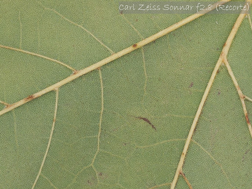Carl Zeiss Sonnar f2.8 (Recorte)
