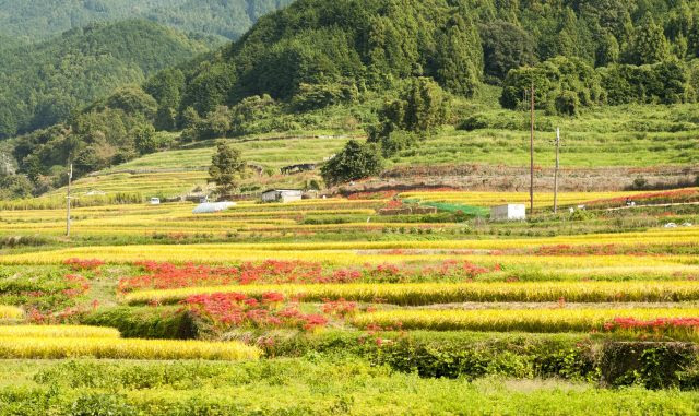Discount  80  Off  Hotel Asuka Japan Hotel Promo Code