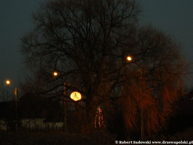 Wschód Księżyca nad wierzbą Wschód Księżyca nad wierzbą