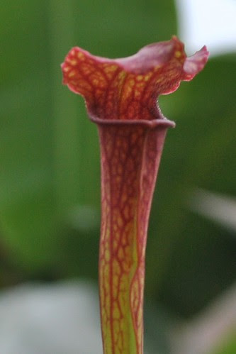 Sarracenia 'willisii' x leucophylla