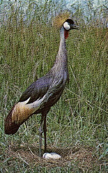 Pg7-6, CROWNED CRANE