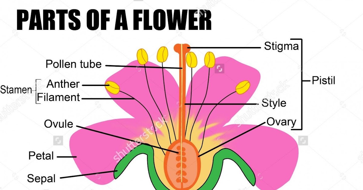 Female Parts Of Gumamela Flower / rohlenscience / Ecology Notes ...