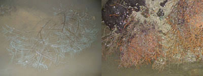 Hydroids-Order Hydrozoa (Changi)