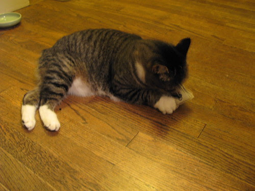 Kitty Can't Cope