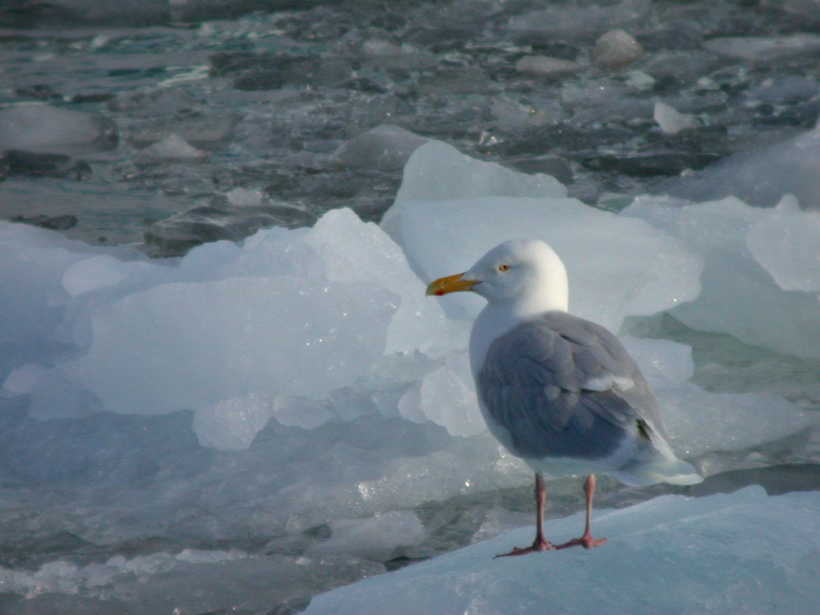 http://upload.wikimedia.org/wikipedia/commons/7/7a/Glacous_Gull_on_ice.jpg