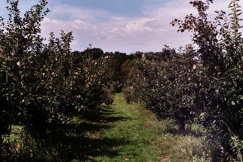 apple orchard.