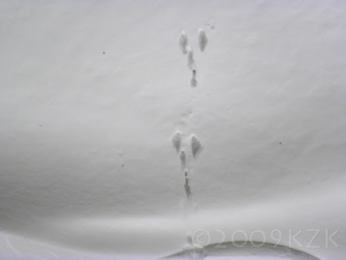DSCN3140 Bunny tracks in the snow