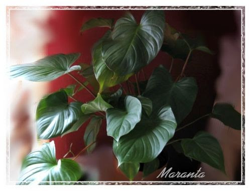 homalomena