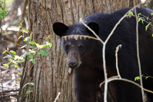Black Bear
