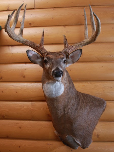 Whitetail Deer Shoulder Mount Ideas