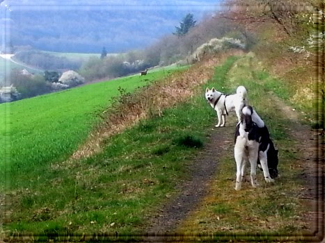 Baremountain DAS Anti Jagd Trainings Forum Baremountain DAS Anti Jagd Trainings Forum