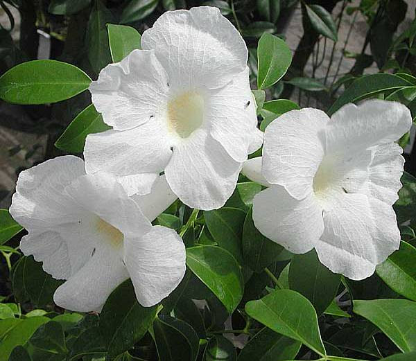 http://www.plantasonya.com.br/wp-content/img/Pandorea-jasminoides-Alba.jpg