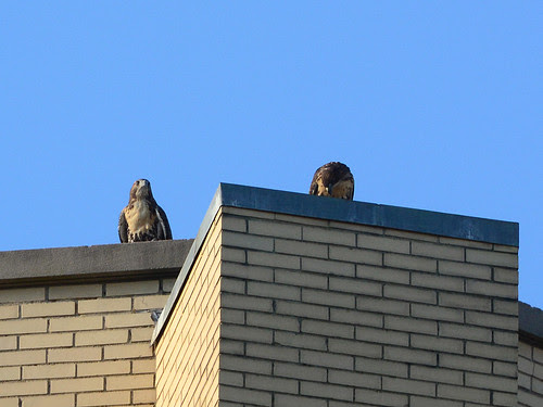 Cathedral Fledges A & C