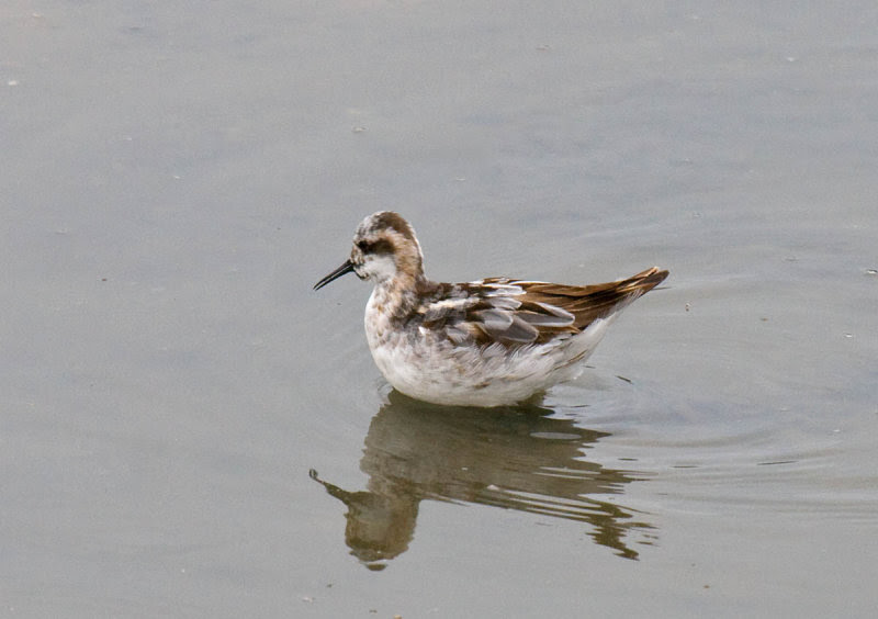 Red-necked Phalarope Red-necked Phalarope