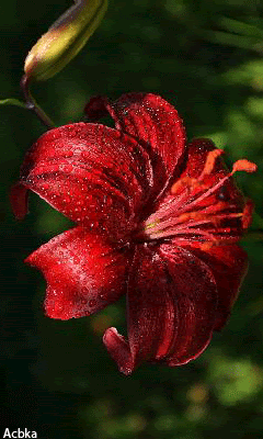Красивая лилия