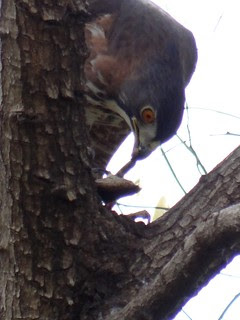 鳳頭蒼鷹/無限台南