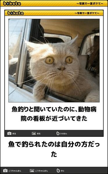 ラブリーボケて 殿堂入り 動物 最高の動物画像