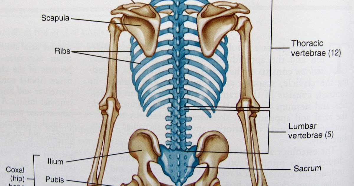 Back Bones Diagram / Back And Spine Complete Pain Care Helping You