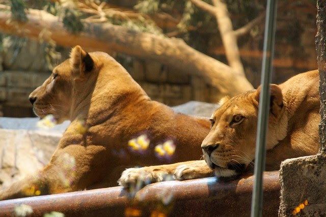 Lions, MGM Grand