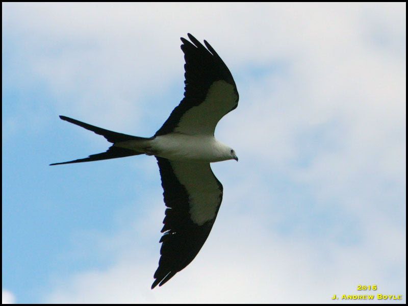 Swallow-tailed Kite Swallow-tailed Kite