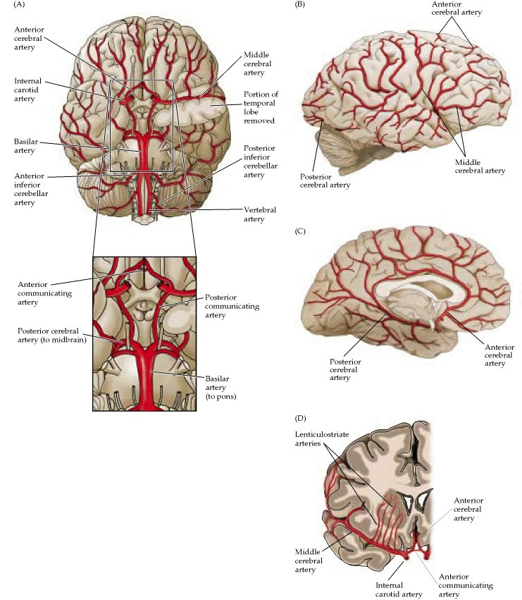 i love physical therapy: The blood supply of the brain and spinal cord