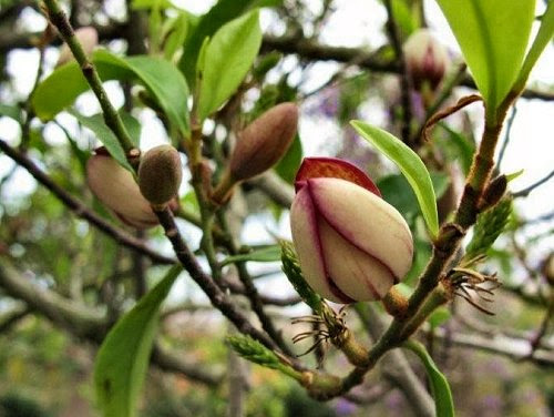 20100418-rq-jardimbotanico-10-Michelia figo