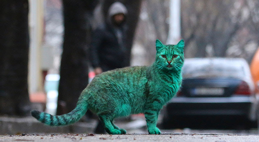green-cat-varna-bulgaria-8