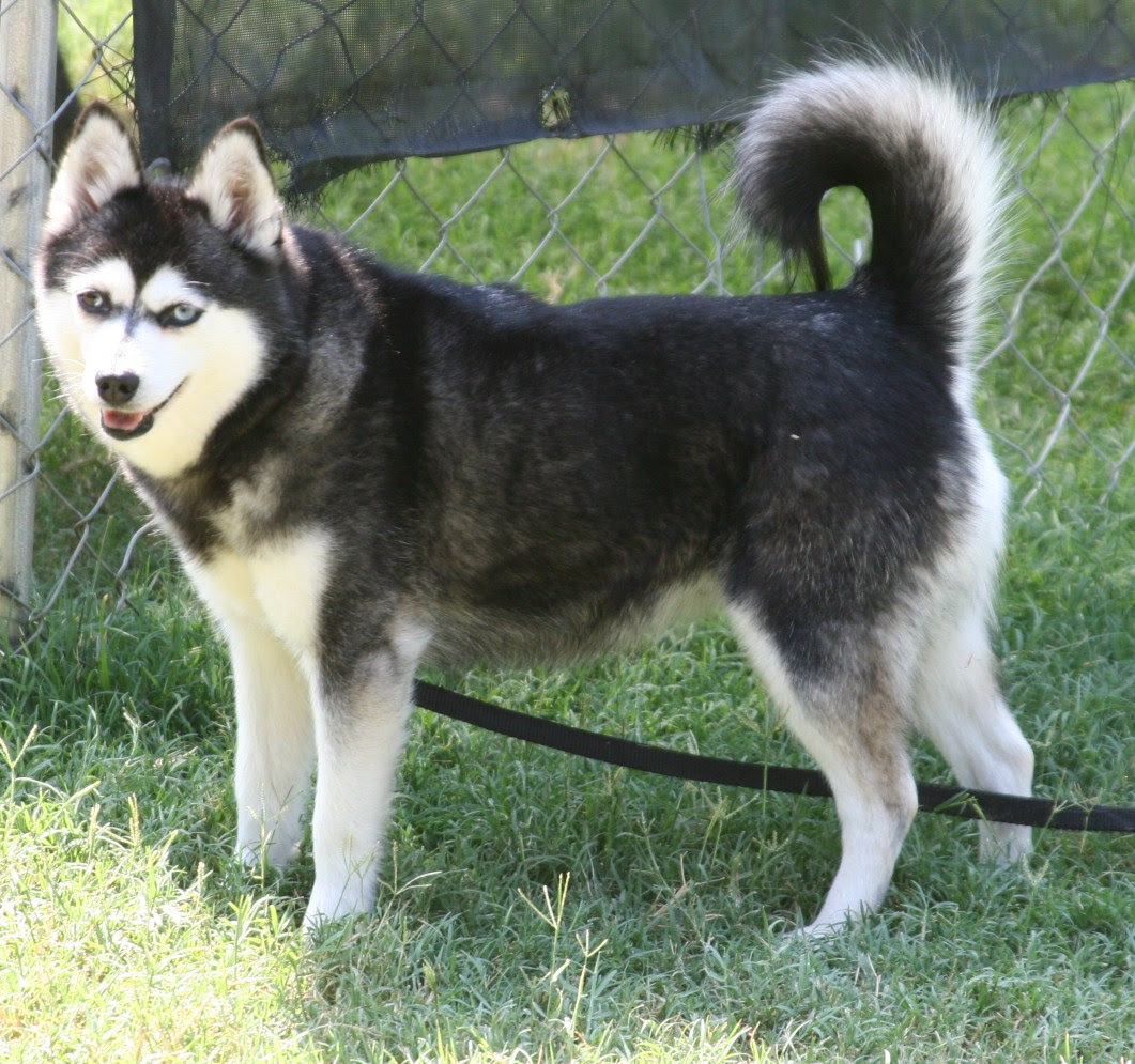 Alaskan Klee Kai Puppies, Rescue, Pictures, Information, Temperament, Characteristics Alaskan Klee Kai Puppies, Rescue, Pictures, Information, Temperament, Characteristics