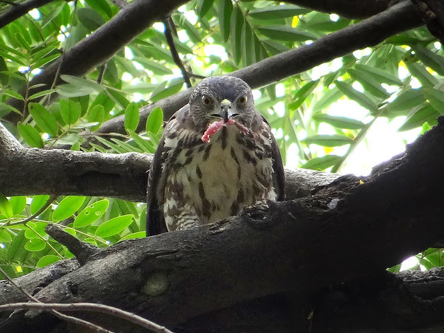 鳳頭蒼鷹/無限台南