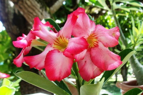 Bazar aceo 2012 04