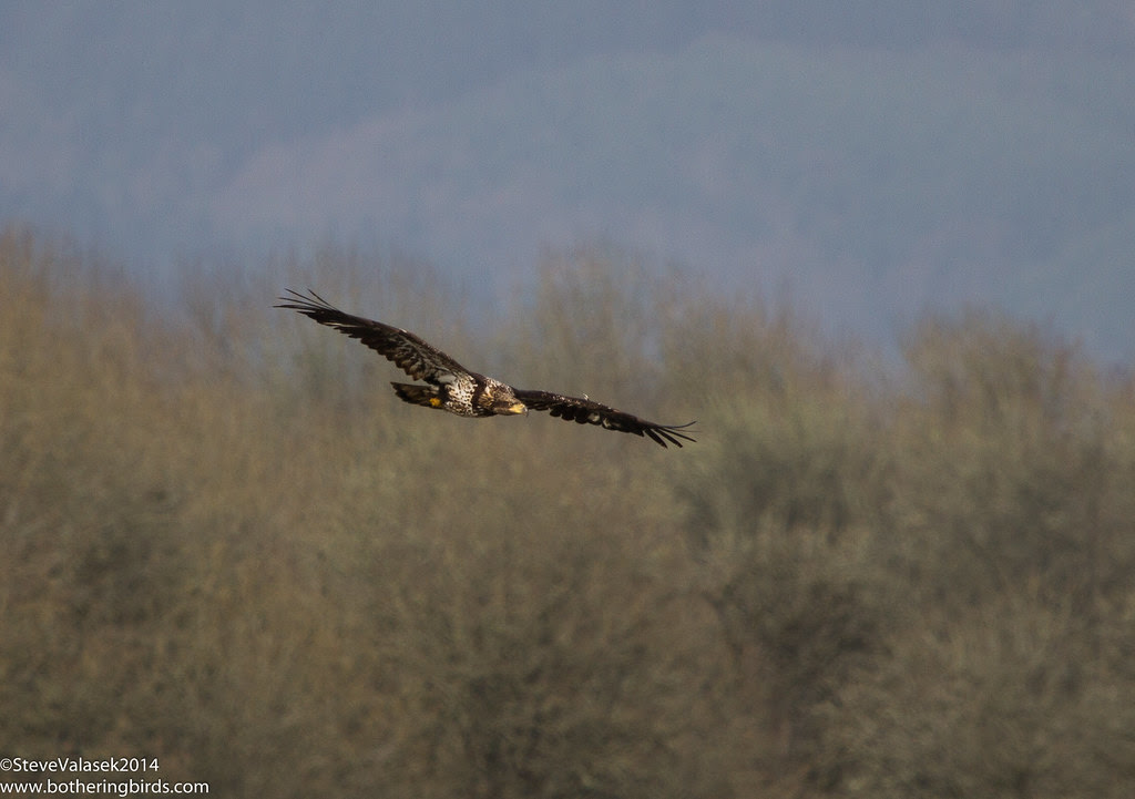 Immature Bald Eagle