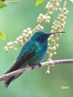 Синяя колибри