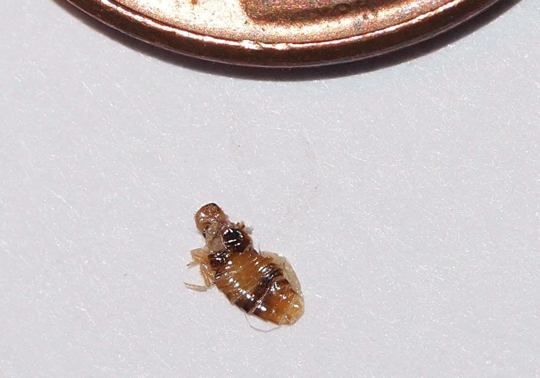 Couch Bugs Not Bed Bugs Bed Bug Get Rid