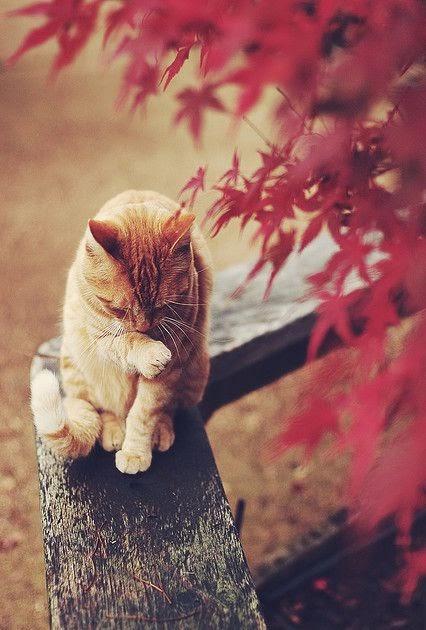 Adorable Cat Gallery: Black and white cat