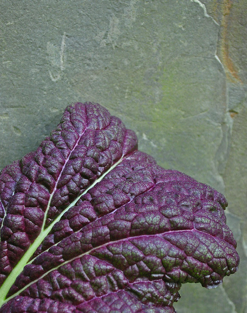 Brassica juncea var. rugosa (2)