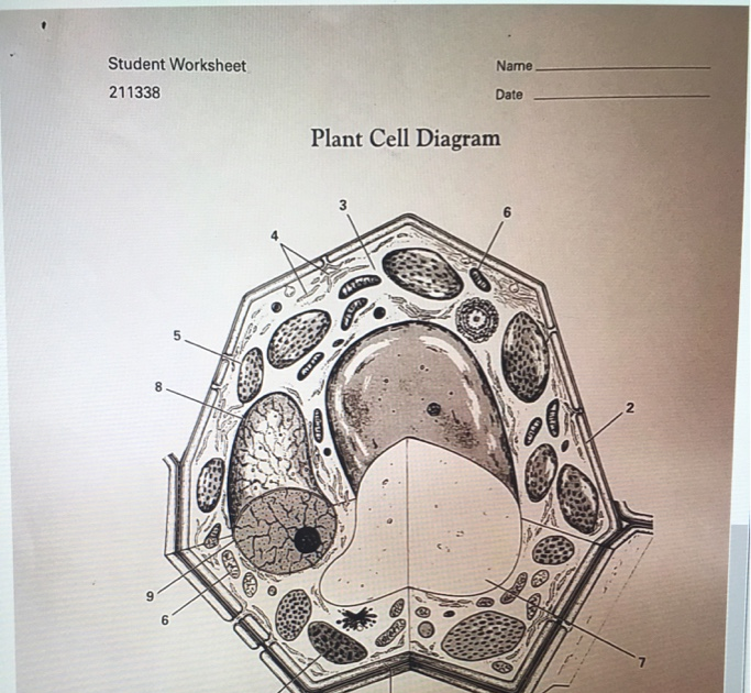 Plant Cell Diagram Worksheet - Plant Cell Diagram With Word Bank