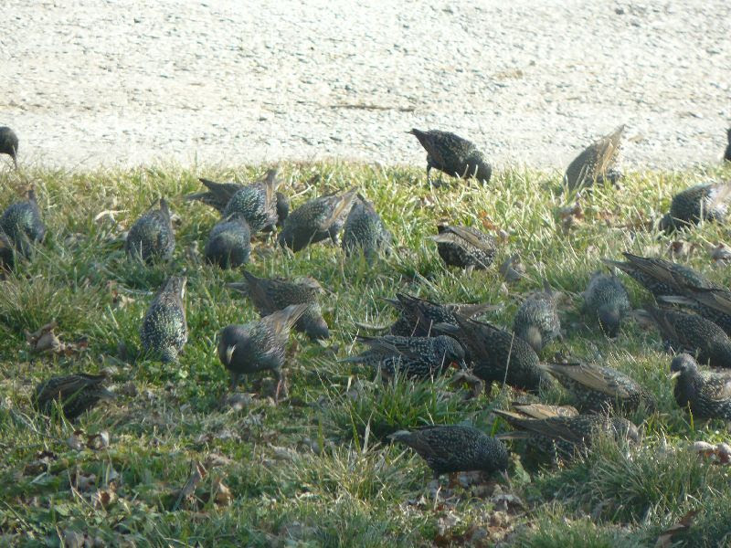 grackles invasion 3 photo gracklesinvasion3-1_zpsc1ac0c5e.jpg