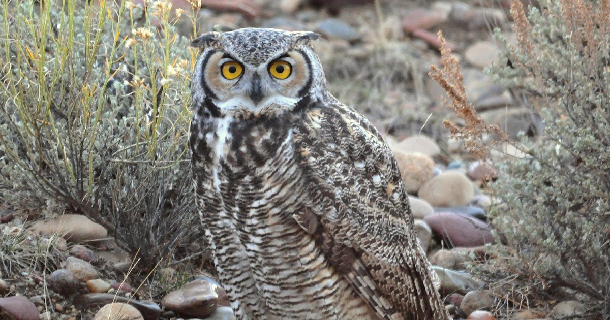 What Do Young Horned Owls Eat KWHATDO