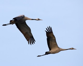 Common Crane pair in flight