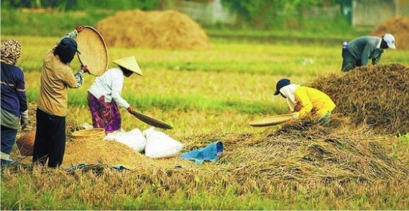 Peran Koperasi Pertanian dalam Meningkatkan Ekonomi Desa Cikoneng