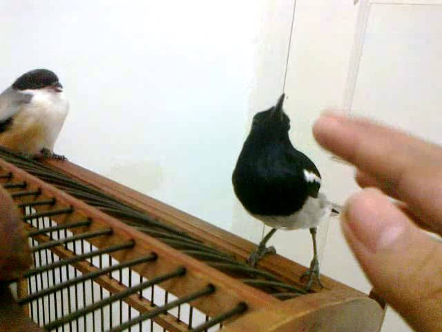 Erek Erek Burung Murai Batu